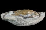 D Fossil Crab (Pulalius) Washington - Washington State #67571-4